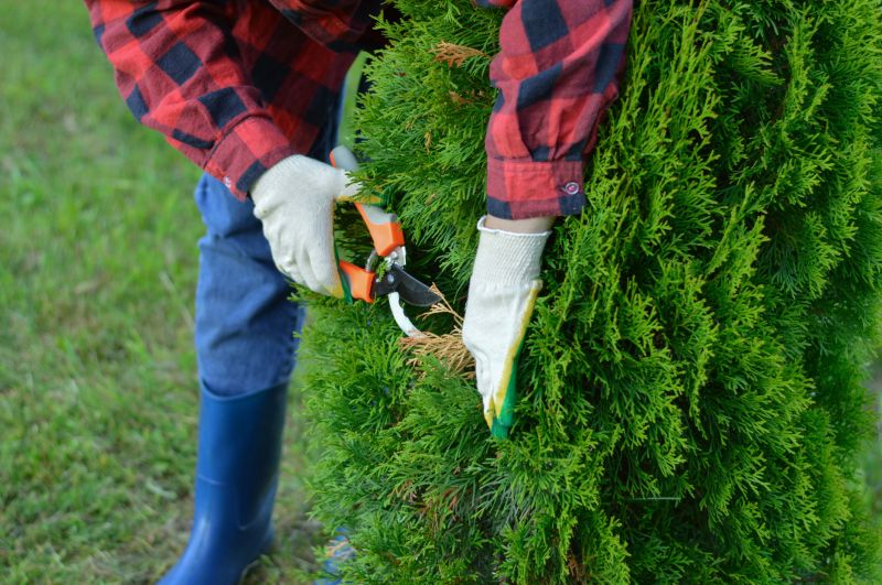 Juniper Pruning in Rockwall, TX