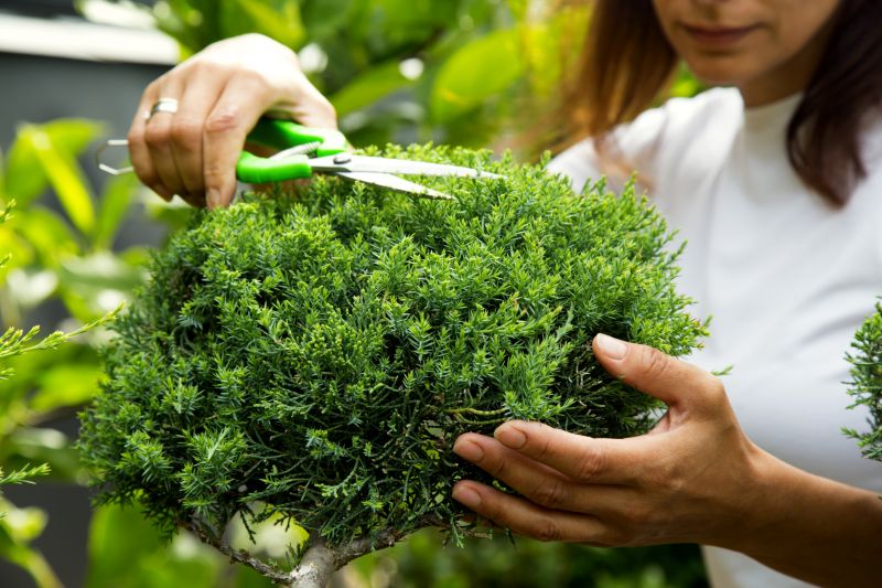 Juniper Trimming in Aiken, SC