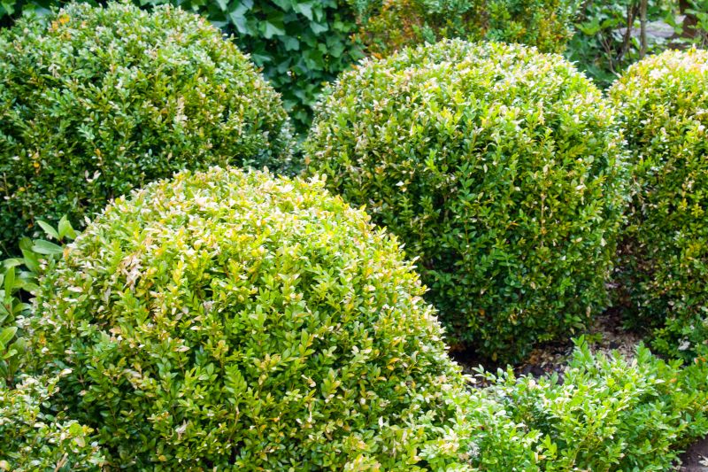 Landscape Trimming Service in Rockwall, TX