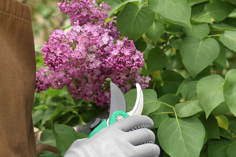 Lilac Trimming Service in Rockwall, TX