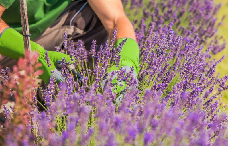 Lilac Trimming Service in Ventura County, CA