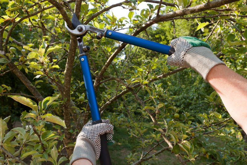 Limbs Trimming in Doylestown, PA