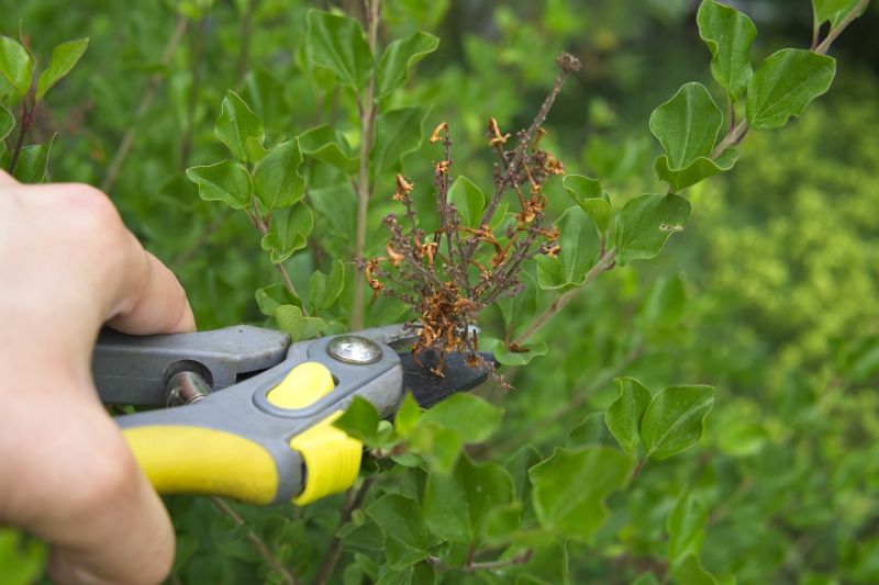 Magnolia Tree Pruning in Pottstown, PA