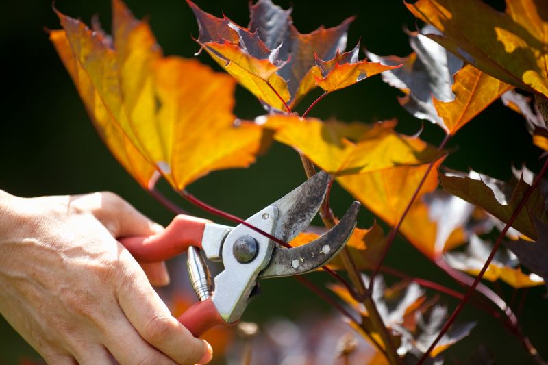 Maple Tree Pruning in Doylestown, PA