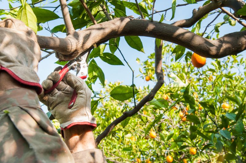 Orchard Tree Pruning in Allentown, PA