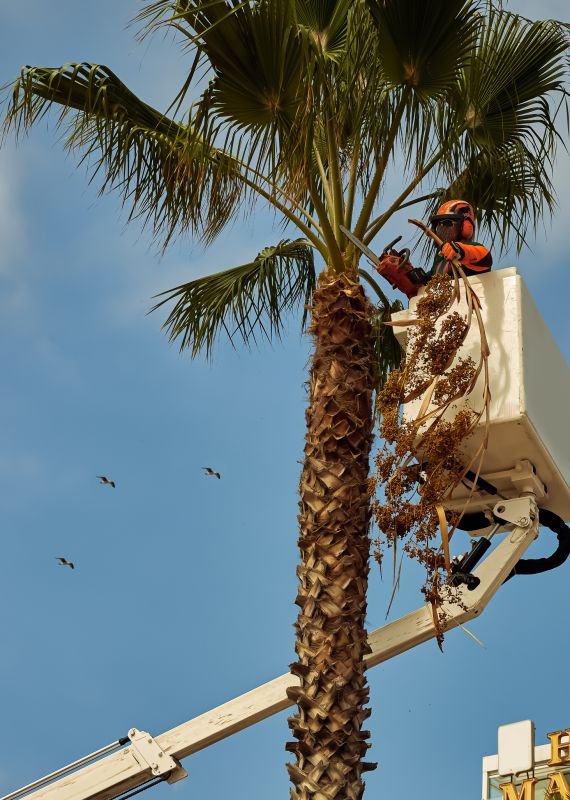 Palm Tree Trimming in Pottstown, PA