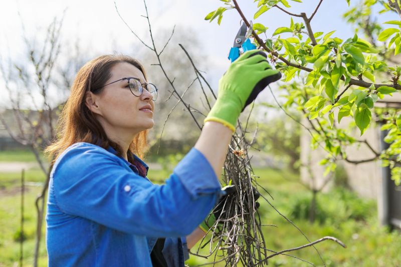 Pear Tree Pruning in San Jose, CA