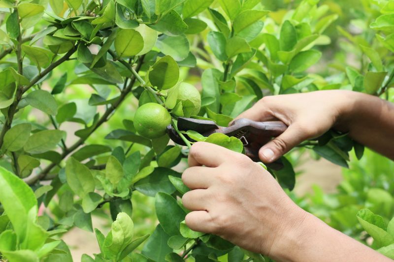 Pear Tree Pruning in San Jose, CA