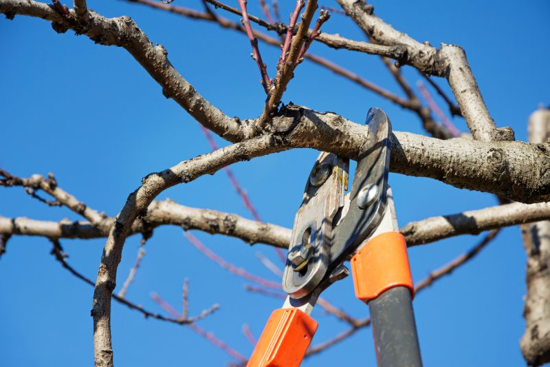 Pear Tree Pruning in Pottstown, PA