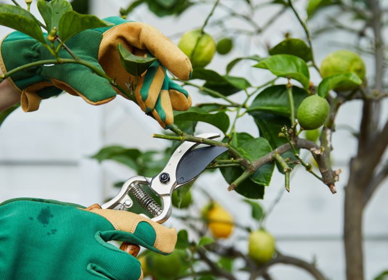 Pear Tree Pruning in Pottstown, PA
