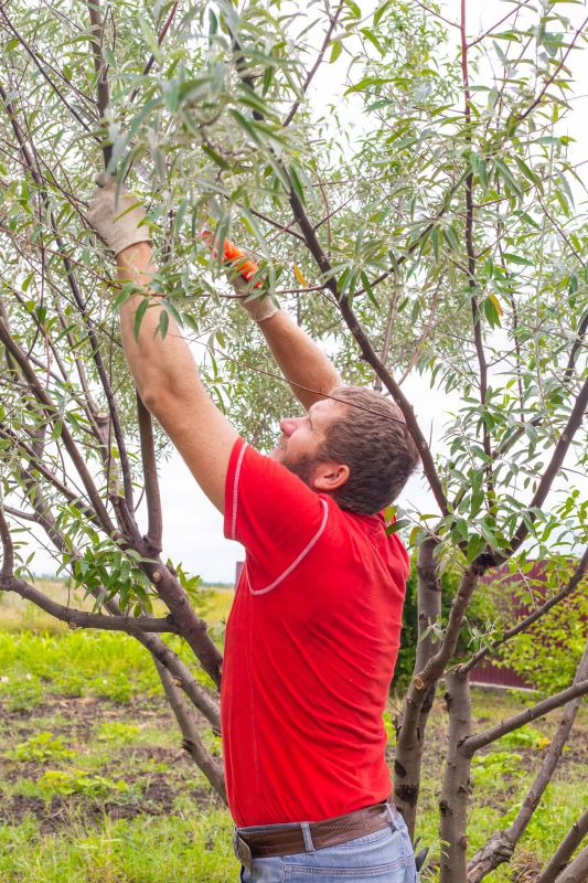 Pear Tree Pruning in Doylestown, PA