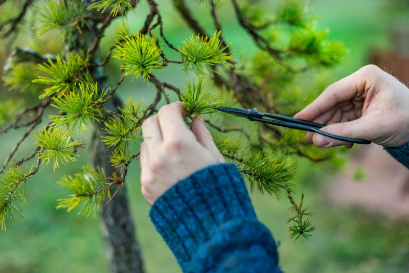 Pear Tree Pruning in Allentown, PA