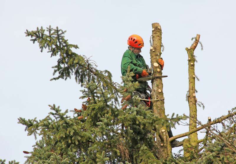 Pine Tree Trimming in Reno, NV