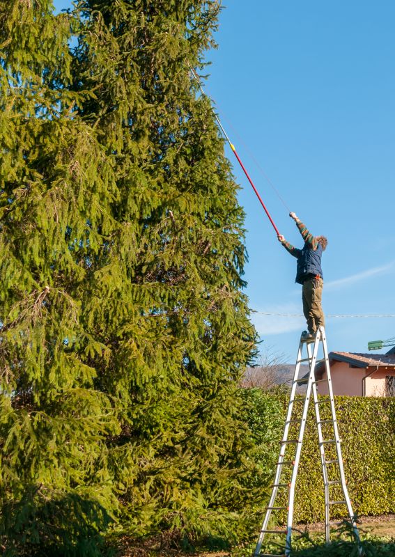 Pine Tree Trimming in Pottstown, PA