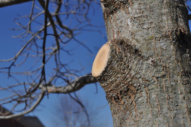 Pine Tree Trimming in Pottstown, PA