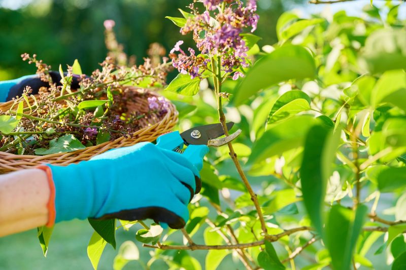 Rhododendron Pruning in Honolulu, HI