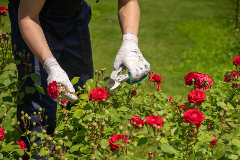 Rhododendron Pruning in Ventura County, CA