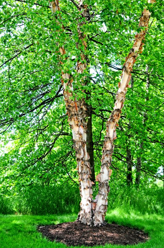 River Birch Trimming in Pottstown, PA