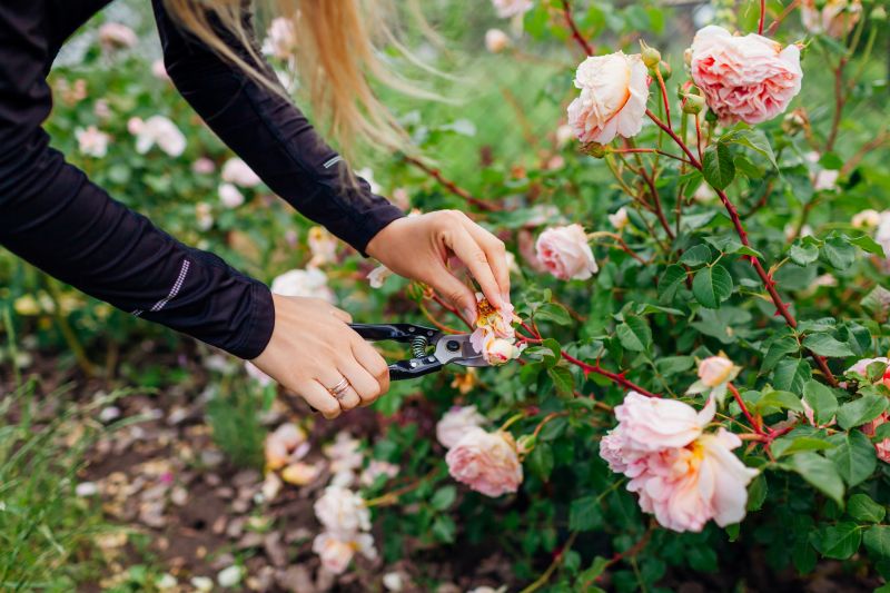 Rose Bush Pruning in Aiken, SC