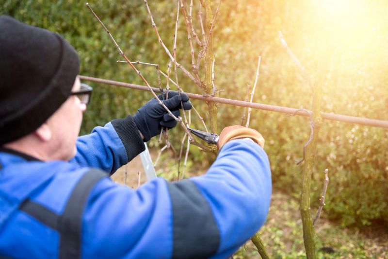 Shrub Shaping in Ventura County, CA