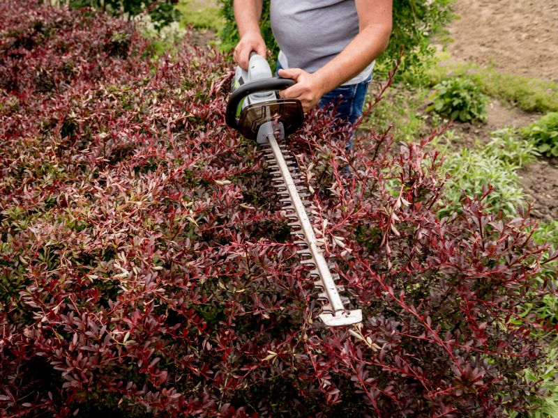 Shrub Trimming in Rockwall, TX