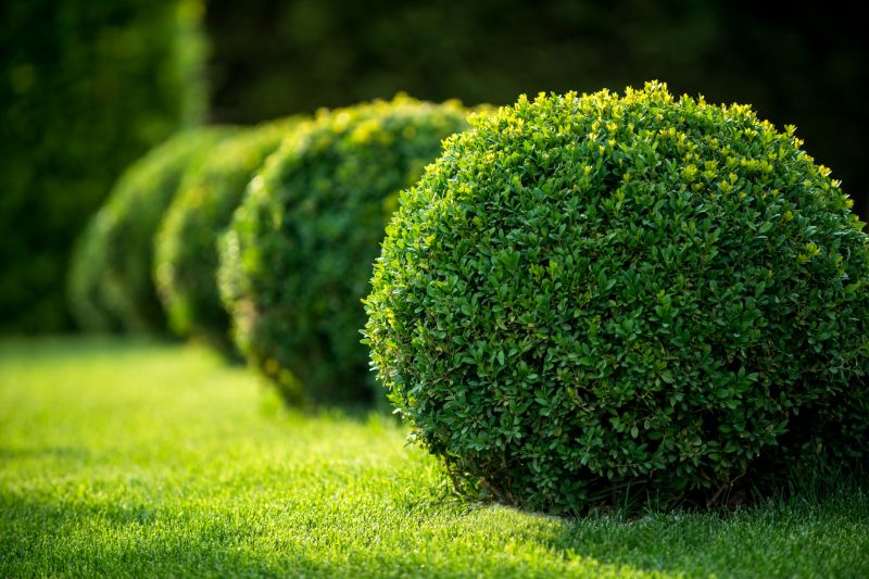 Shrubs Removal in Honolulu, HI