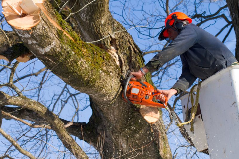 Spruce Tree Removal in San Jose, CA