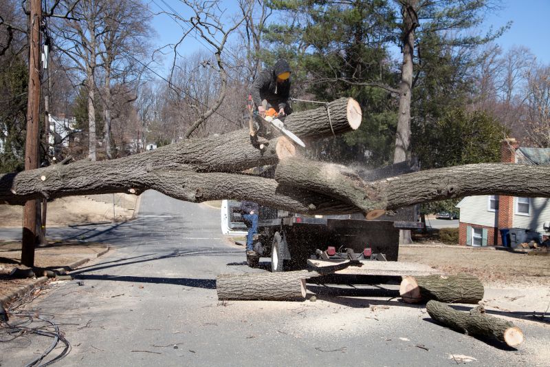 Spruce Tree Removal in Reno, NV