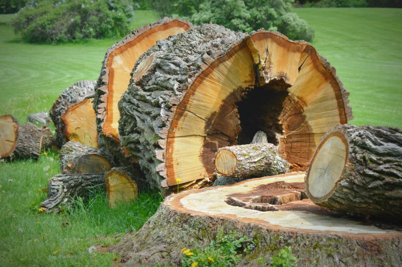 Stump Cutting in Waldorf, MD