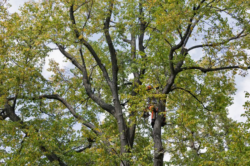 Tree Canopy Thinning in San Jose, CA