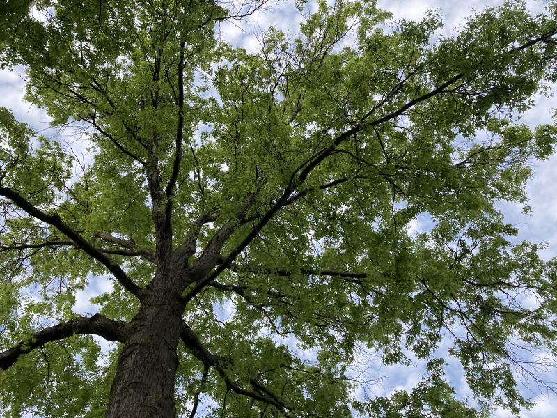 Tree Canopy Thinning in San Jose, CA