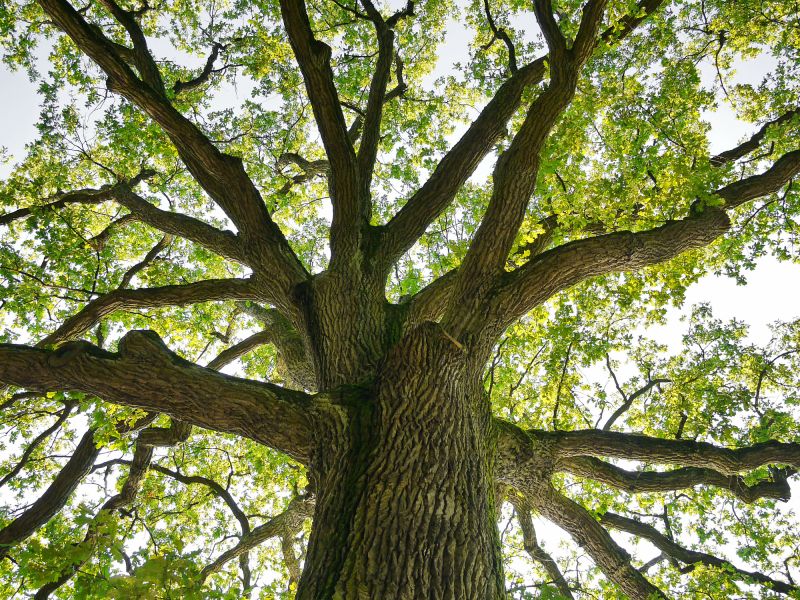Tree Crown Shaping in San Jose, CA