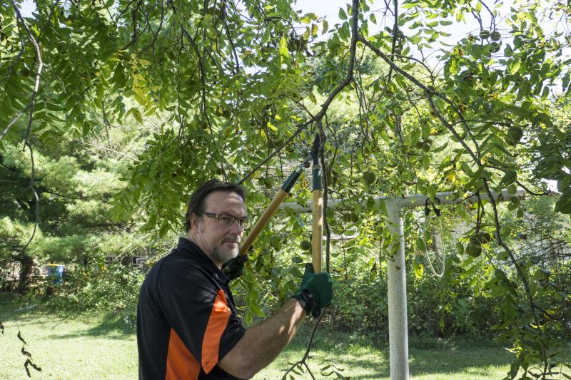 Tree Lopping Service in Reno, NV