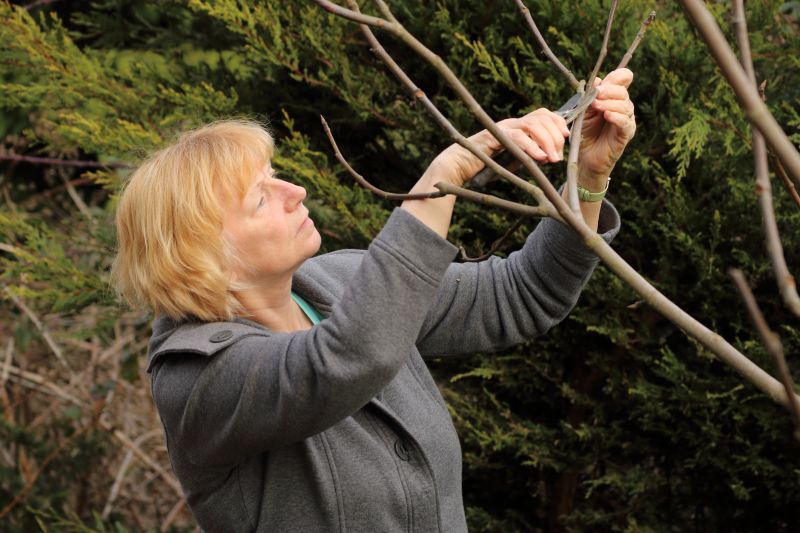 Tree Pruning in Doylestown, PA