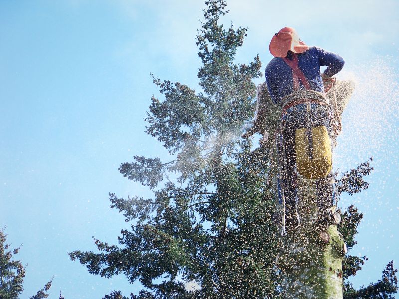 Tree Removal Service in Reno, NV