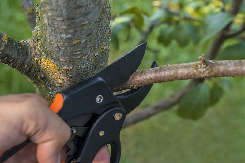 Tree Removal Service in San Jose, CA