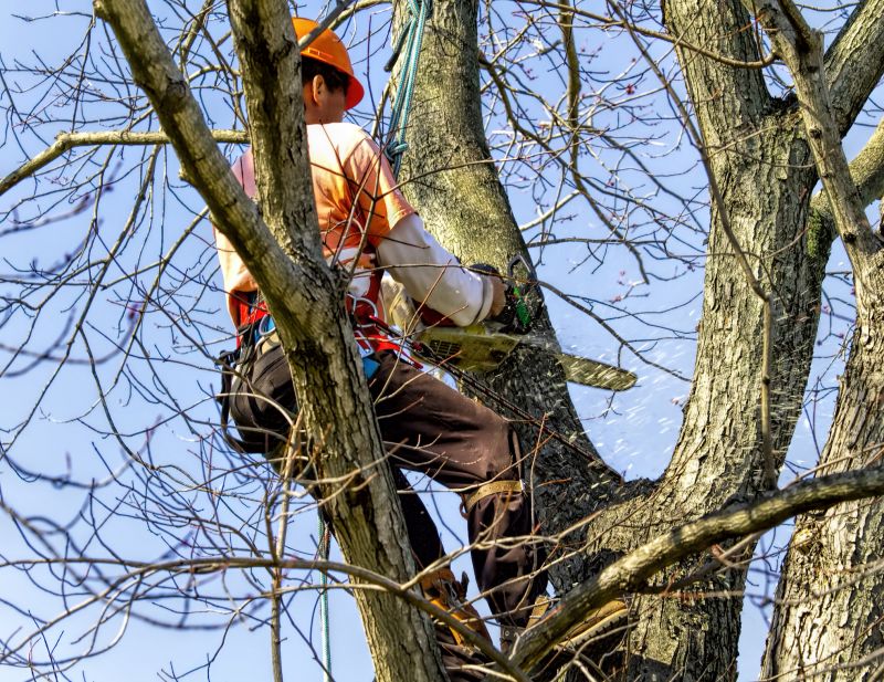 Tree Removal Service in Allentown, PA