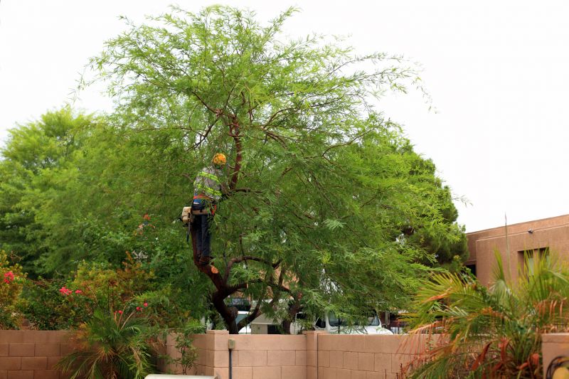 Tree Service in Allentown, PA