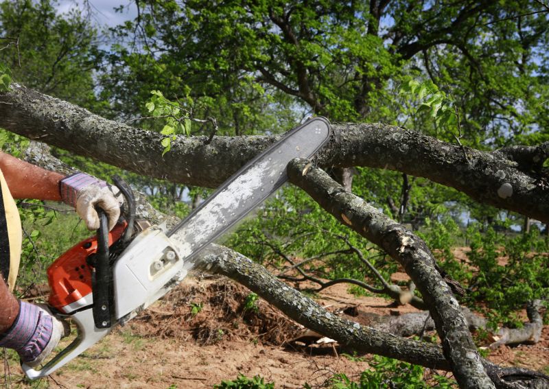Tree Service in Doylestown, PA