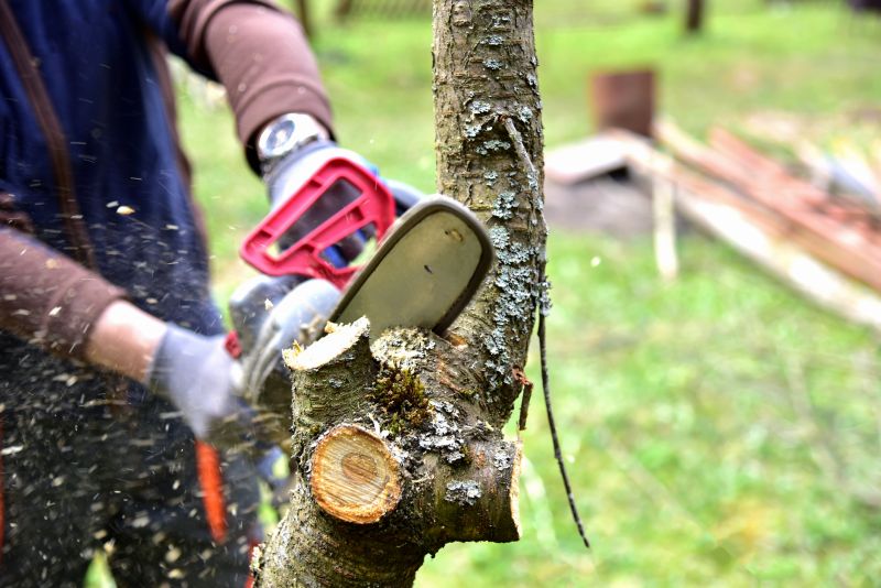 Tree Shearing in Reno, NV