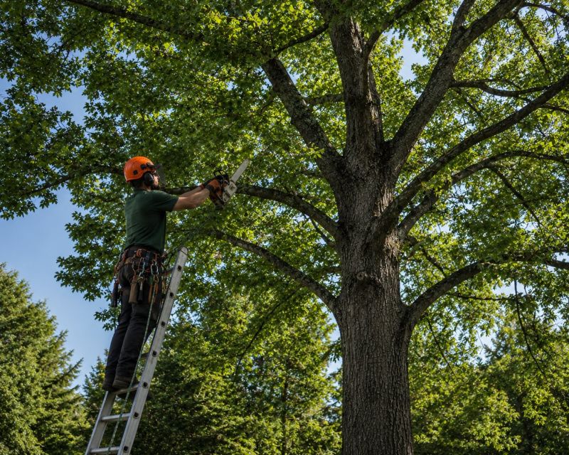 Tree Shearing in Allentown, PA